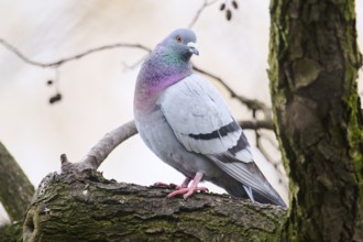 Feral pigeon (Columba livia domestica) sitting on a branch, Bavaria, Germany Europe