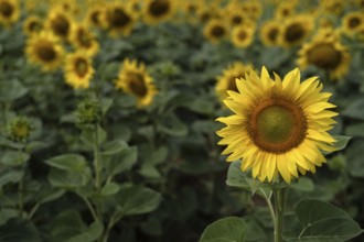 Sunflower field (Helianthus annuus), Stuttgart, Baden-Württemberg, Germany, Europe