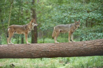 European gray wolf (Canis lupus), female and male standing on tree trunk in forest, Germany, Europe