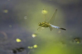 Black-tailed skimmer (Orthetrum cancellatum), male, flying, Hesse, Germany, Europe