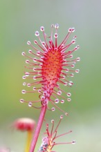 Oblong-leaved sundew (Drosera intermedia), close-up, Aschendorfer Obermoor nature reserve, Wildes