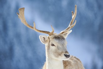 European fallow deer (Dama dama) buck portrait in the mountains in tirol, snow, Kitzbühel, Wildpark