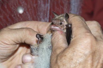 Greater mouse-eared bat (Myotis myotis) is released from the trapping net and ringed and after