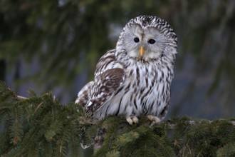 Ural Owl (Strix uralensis), adult, in winter, on tree, Bohemian Forest, Czech Republic, Europe