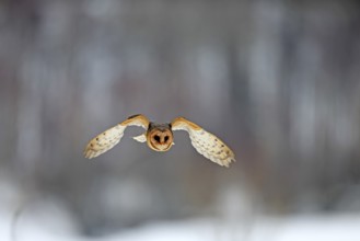 Central European barn owl (Tyto alba guttata), adult, flying, in winter, in snow, Bohemian Forest,