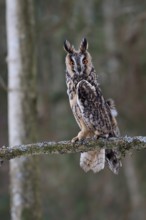 Long-eared owl (Asio otus), adult, perch, winter, alert, Bohemian Forest, Czech Republic, Europe