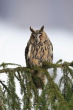 Long-eared owl (Asio otus), adult, on tree, in winter, snow, alert, Bohemian Forest, Czech