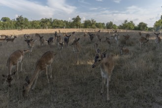 Fallow deer (Dama dama) in an enclosure, Upper Franconia, Bavaria, Germany, Europe