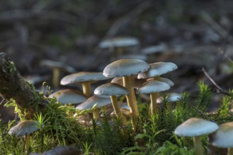 Mushrooms in mixed forest, Franconia, Bavaria, Germany, Europe