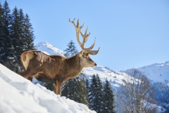 Red deer (Cervus elaphus) stag on a snowy meadow in the mountains in tirol, Kitzbühel, Wildpark