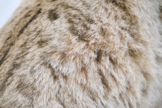 Eurasian lynx (Lynx lynx), fur, detail, winter, snow, Wildpark Aurach, Kitzbühl, Tirol, Austria,