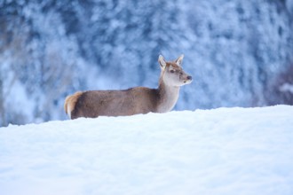 Red deer (Cervus elaphus) hind on a snowy meadow in the mountains in tirol, Kitzbühel, Wildpark