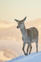 Red deer (Cervus elaphus) hind on a snowy meadow in the mountains in tirol, Kitzbühel, Wildpark