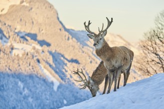 Red deer (Cervus elaphus) stags on a snowy meadow in the mountains in tirol, Kitzbühel, Wildpark