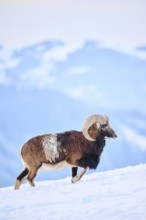 European mouflon (Ovis aries musimon) ram on a snowy meadow in the mountains in tirol, Kitzbühel,