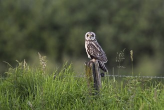 Short-eared owl (Asio flammeus) (Asio accipitrinus) perched on fence post along field