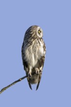 Short-eared owl (Asio flammeus) (Asio accipitrinus) perched in tree