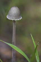 Petticoat mottlegill (Panaeolus papilionaceus) (Panaeolus sphinctrinus)