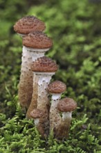 Dark honey fungus (Armillaria solidipes) (Armillaria ostoyae) growing amongst moss on forest floor