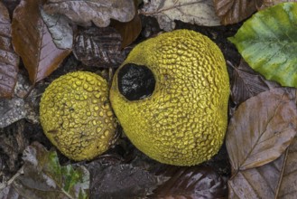 Common earthballs (Scleroderma citrinum), pigskin poison puffballs, common earth balls (Scleroderma