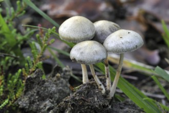 Dung roundhead, halfglobe mushroom, hemispheric stropharia (Protostropharia semiglobata)