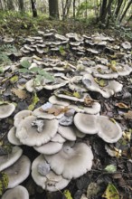 Clouded agaric (Lepista nebularis) Cloud funnel mushrooms forming fairy ring