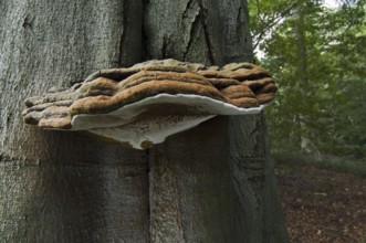 Artist's Bracket, Artist's Conk, Flacher Lackporling (Ganoderma applanatum) (Ganoderma lipsiense)