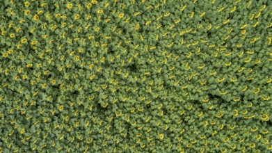 Aerial view of a field with sunflowers (Helianthus annuus) at the edge of a forest near Augsburg,