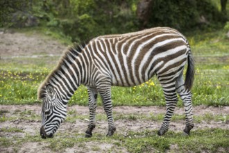 Burchell's zebra (Equus quagga burchellii) grazing grass, Cabarceno Natural Park, Penagos,