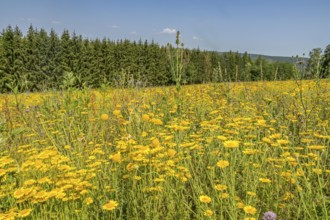 Wildflowers, meadow, forest near Altenbeuthen, Thuringia, Germany, Europe