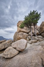 Rock with pine trees in cloudy weather. Seoraksan National Park, South Korea, Asia