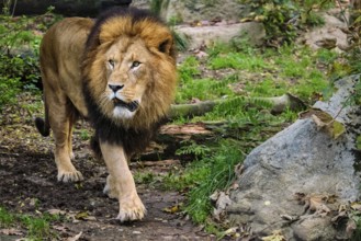 African Lion (Panthera Leo) in jungle forest