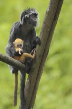 Javan lutung (Trachypithecus auratus), two, juvenile, adult, carry, protect, captive