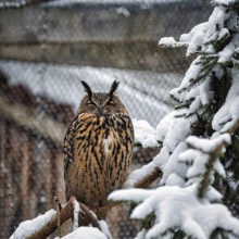 Long-eared owl (Asio otus) in snowy aviary, outdoor aviary, resting, captive, Neuhaus Wildlife Park