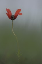 Summer pheasant's-eye (Adonis aestivalis) with stem, Adonis rose, red, bent, sow root, Karlstadt