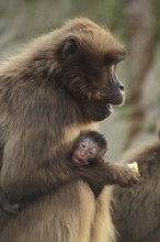 Mother Gelada Baboon (Theropithecus gelada) holding baby in her arms, protecting, captive