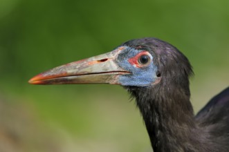 Abdim's stork's (Ciconia abdimii) stork