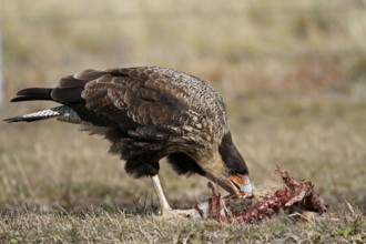 Southern crested caracara (Polyborus plancus), Carancho, Patagonia, Chile, South America