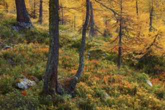 Larch forest and blueberry bushes, Valais, Switzerland, Europe