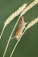 Old World Harvest (Micromys minutus) Mouses, Germany, side, Europe