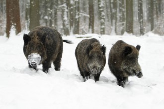 Wild Boars (Sus scrofa), male and females, Germany, Europe