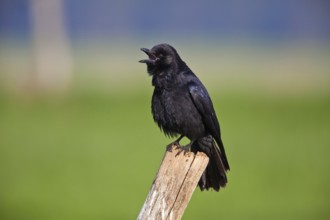 Carrion crow (Corvus corone corone), Crow, Lower Saxony, Germany, Europe