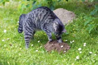 Domestic cat, digging on molehill, mackerel, molehill, digging, digging