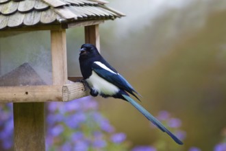 Magpie at bird feeding station, Lower Saxony, Germany (Pica pica)