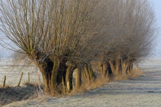 Willow Trees, Emmerich, North-Rhine Westphalia, Germany, Europe