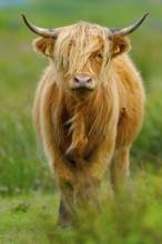 Scottish Highland Cattle, ear tags