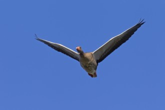 Greylag Goose (Anser anser), Graylag Goose in flight