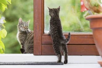 Domestic cat, kitten looks through window to mother cat, tabby