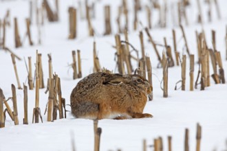 European hare (Lepus europaeus) lying in a stubble field in the snow in winter, Germany, Europe