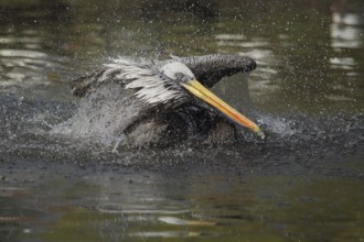 Peruvian pelican (Pelecanus thagus), swimming, wing movement, water drop, water splash, action,